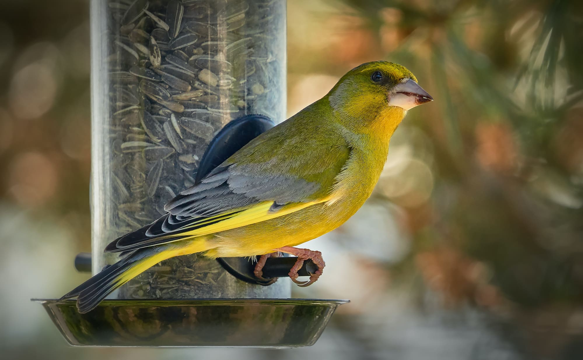 Feeding Wild Birds Pros and Cons Podcast Episode